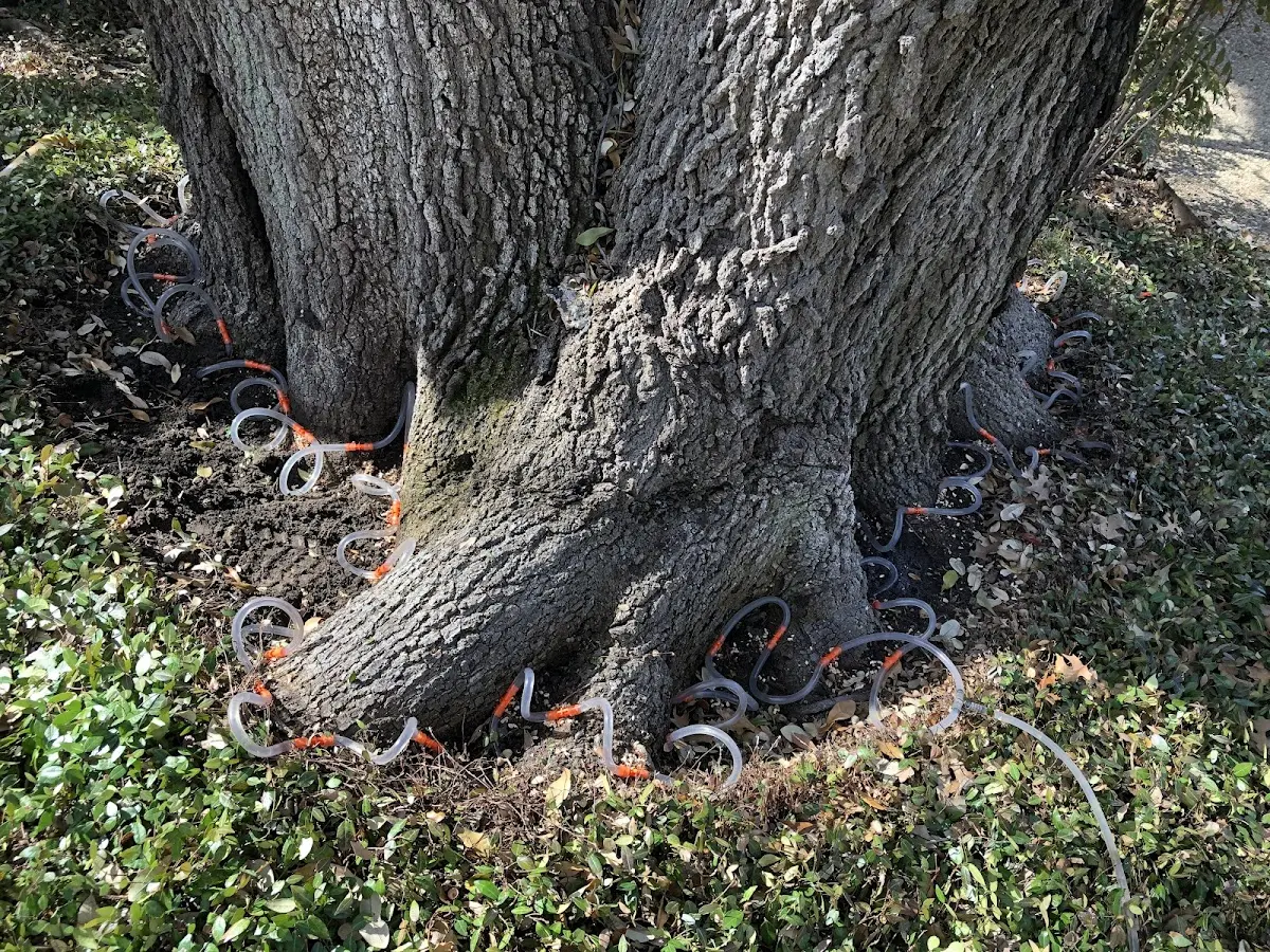 Detailed Tree Cabling and Bracing job site in Waskish