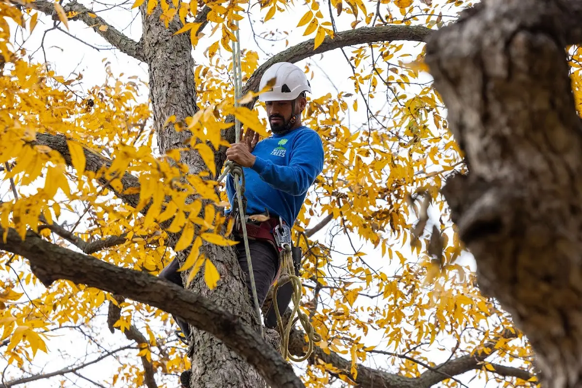 Skilled Tree Pruning crew working in Waskish